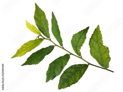 green leaves isolated