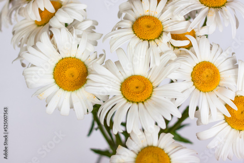 A bouquet of large daisies in a vase on a white background. Medium plan  selective snapshot. Selective focus.