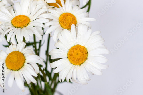 A bouquet of large daisies in a vase on a white background. Medium plan  selective snapshot. Selective focus.