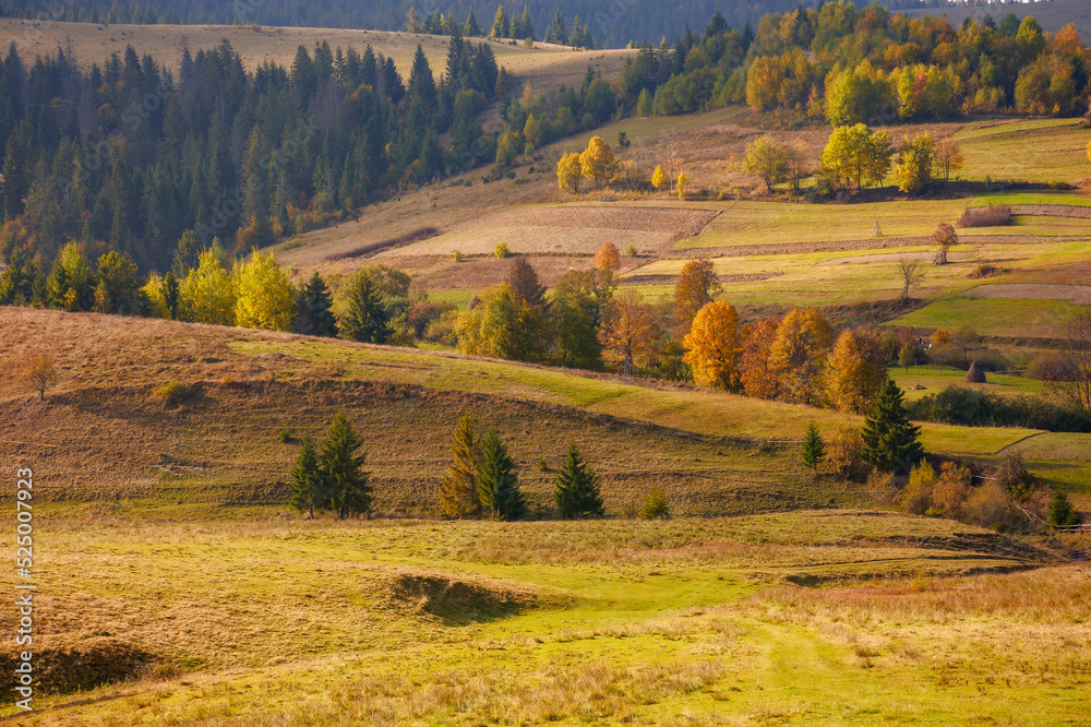 Fototapeta premium countryside mountain landscape. rural fields, pastures and trees on rolling hills. transcarpathian scenery of volovets region on a sunny autumn day