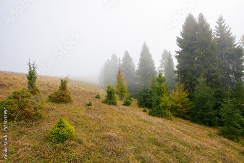 foggy autumn scenery in the morning. spruce forest on the hill with weathered grass. outdoor nature adventures in mysterious weather with overcast sky