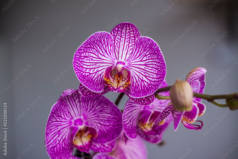 A beautiful tiger orchid flower in a blurry background on a window indoors at home. A flower of a bright orchid on a blur background. Selective focus. A beautiful tiger orchid flower in a blurry background on a window indoors at home. A flower of a bright orchid on a blur background. Selective focus.