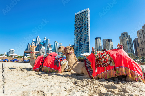 Camels on Dubai jumeirah beach with marina skyscrapers in UAE