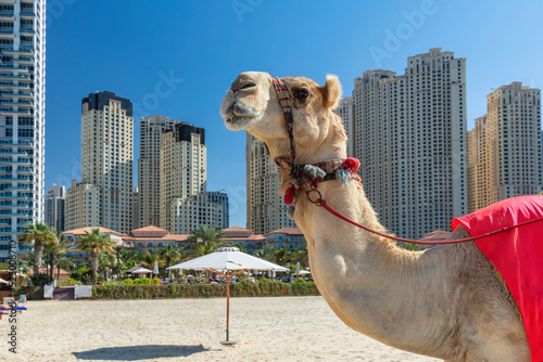 Camel on Dubai jumeirah beach with marina skyscrapers in UAE photo