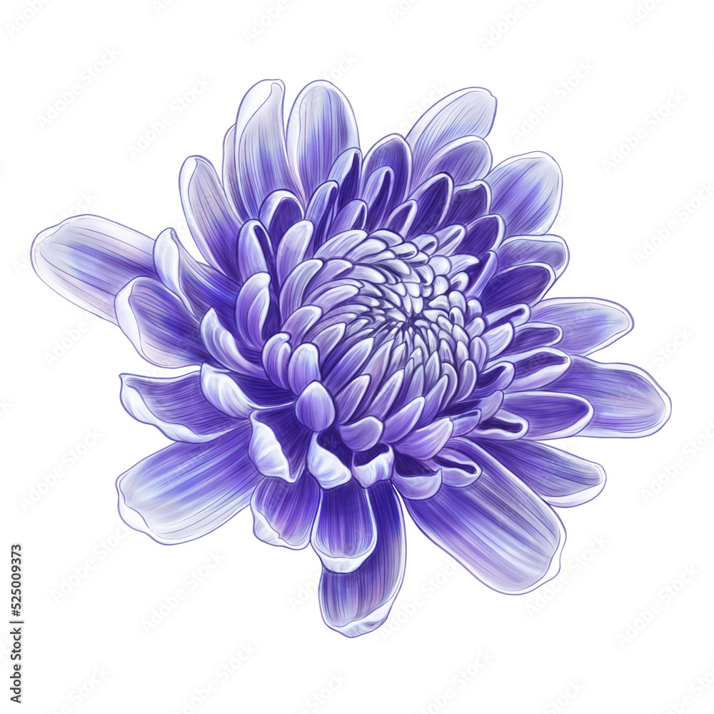 Obraz premium drawing of purple flower.