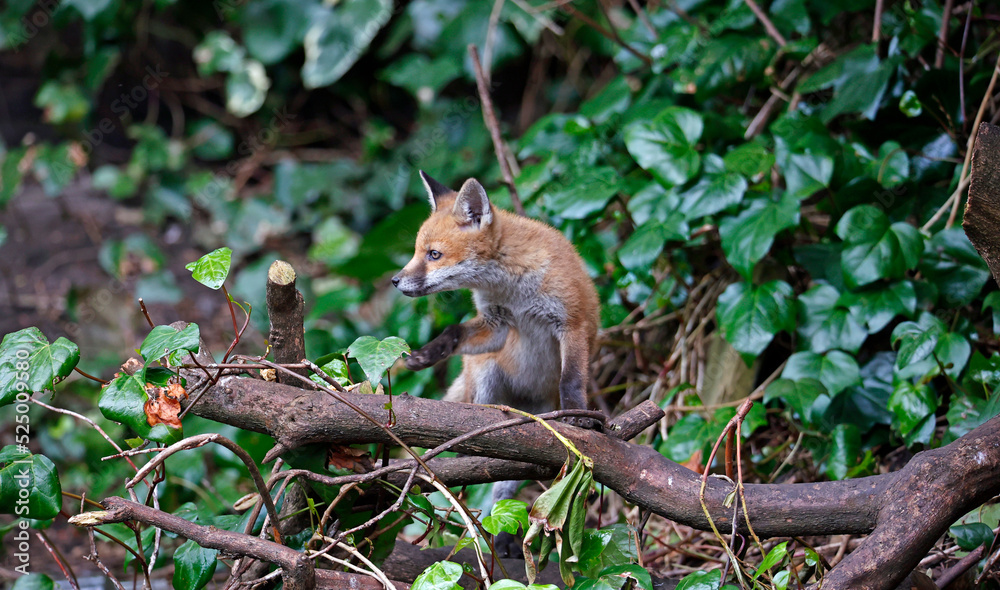 Fox cubs playing near their den Fox cubs playing near their den