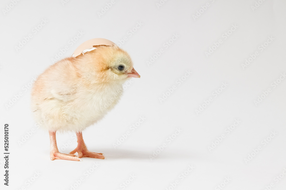 a small yellow chicken stands sideways on a white background with space for text a small yellow chicken stands sideways on a white background with space for text