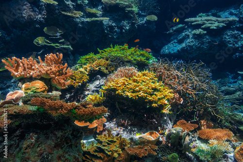 Coral reef Underwater coral sea life in Aquarium