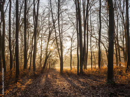 Bare autumn trees in Upper Palatine Forest at sunrise photo