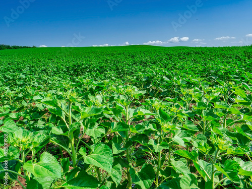 A serene green hill under a blue sky. Sunflower growing in Tatarstan, Russia. The period of sunflower growth to flowering. 