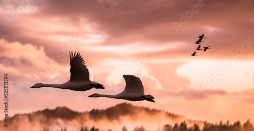 Tundra Swans flying against a sunset sky. wild birds and beautiful landscape concept.