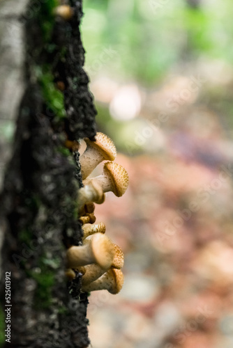 edible mushrooms on a birch tree