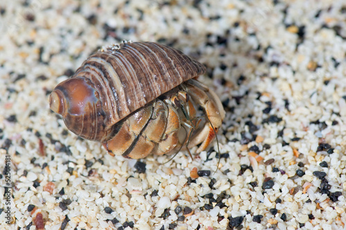 Galapagos Hermit Crab  Calcinus explorator   Genovesa Island  Galapagos  Ecuador