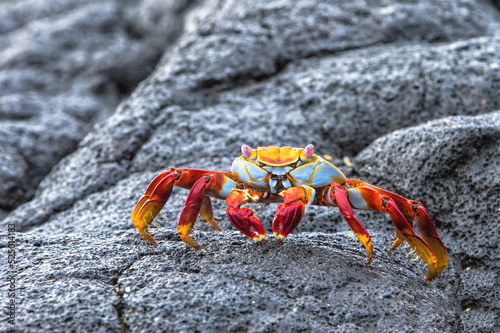 Sally Lightfoot crab (Grapsus grapsus), South America, Latin America, Ecuador photo