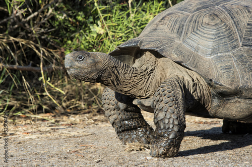 Galapagos Giant Tortoise (Geochelone elephantophus vandenburgi), Bahia Urvina, Isabela Island, Galapagos, Ecuador