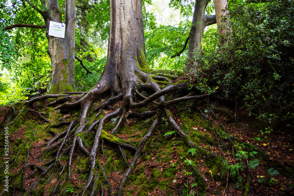 Fototapeta premium tree roods on a bank 