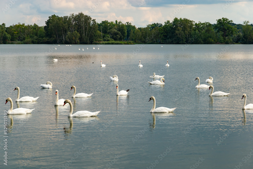 Large flock of graceful white swans swims in the lake.