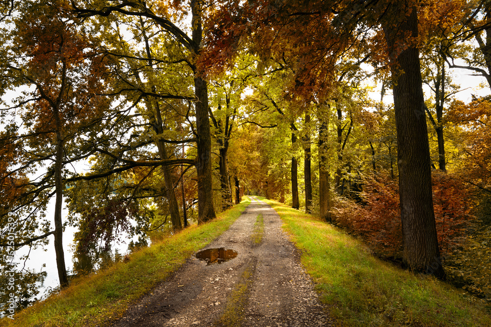 Path road in autumn forest, Czech Republic