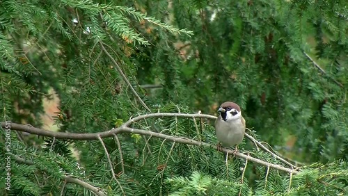 Ein Spatz auf dem Ast einer Hemlocktanne (Originalton)