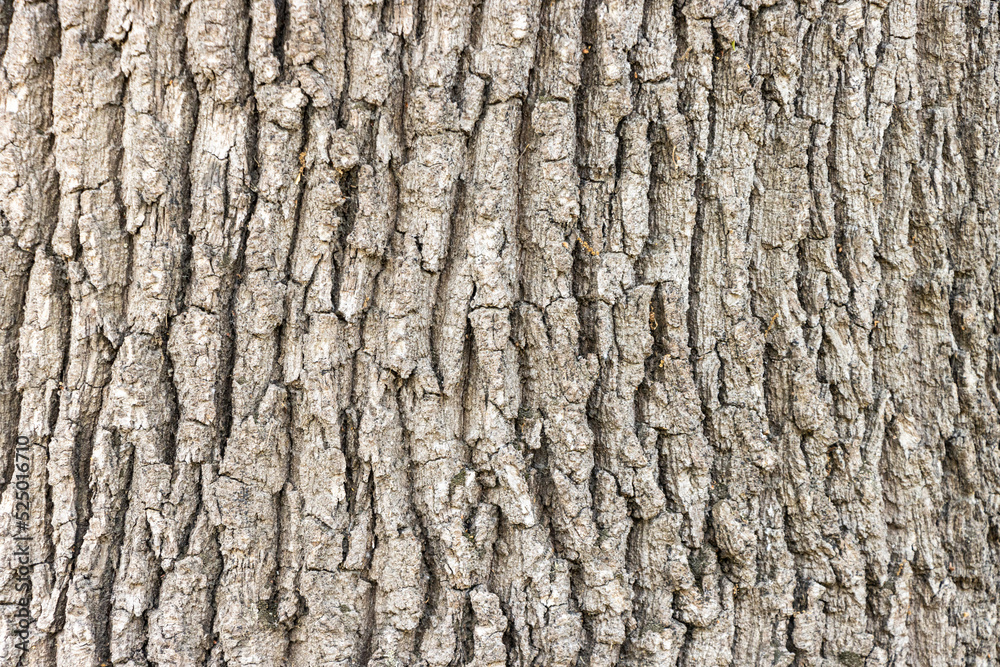 Bark of a tree texture background Bark of a tree texture background