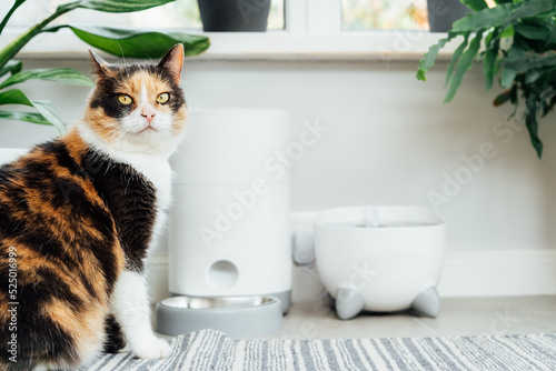 Well-fed multicolor cat waiting for food near smart feeder gadget with water fountain and dry food dispenser in cozy home interior. Home life with pet. Healthy pet food diet concept. Selective focus.