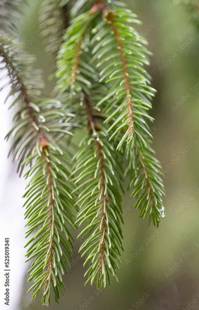 background of spruce branches close-up background of spruce branches close-up