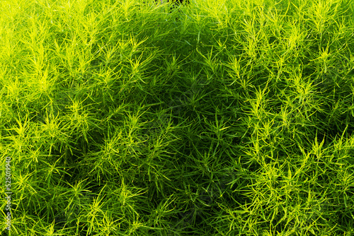 background of green ornamental plants for landscapes close-up