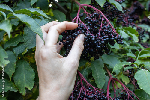 Woman pick elderberries in the garden. Female hand holds fruit black elder berry outdoors in nature. Summer, autumn harvesting season
