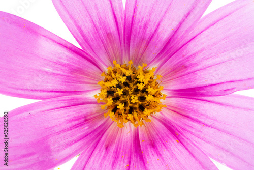 cosmea flower isolated