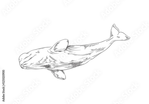 Whale sea animal vintage hand drawn vector illustration isolated on white.