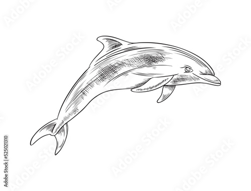 Dolphin sea mammal animal sketch hand drawn vector illustration isolated.
