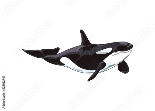 Hand drawn colorful cute killer whale sketch style, vector illustration