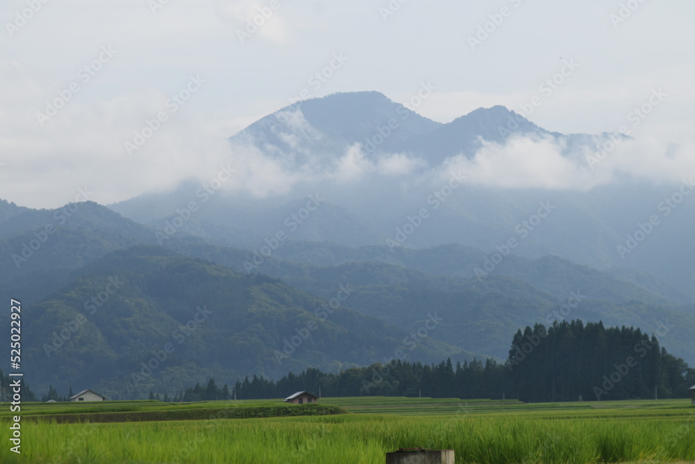 Obraz premium 田と山 夏