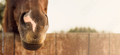 Horse's muzzle close up. Background banner