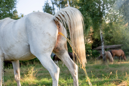White mare, horse, peeing in the meadow. Raised white tail. Horse habits.