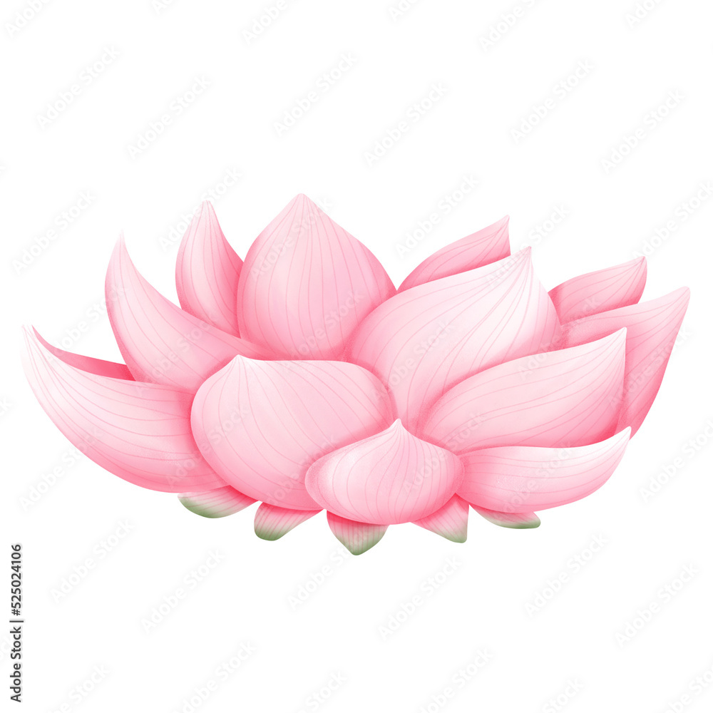 Fototapeta premium lotus flower