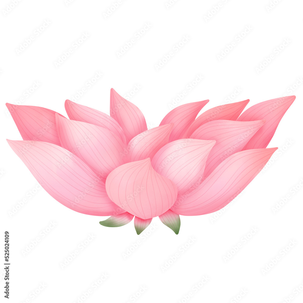 lotus flower