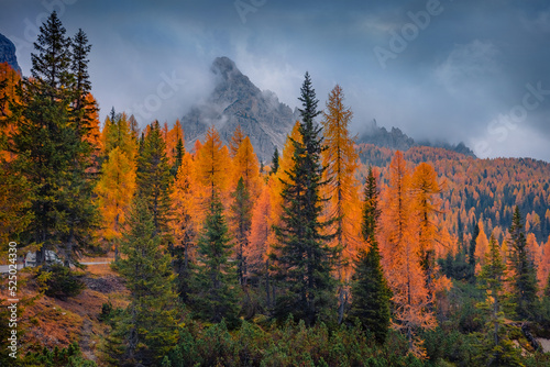 Gloomy autumn view of Tre Cime Di Lavaredo National Park with orange larch trees and huge peak on background. Dramatic morning scene of Dolomite Alps, Auronzo Di Cadore location, Italy.