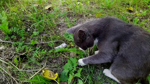 cat caught the mouse in the yard and plays with it