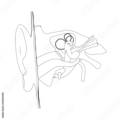 The contour of the human ear with the internal structure of the organ of hearing from black lines isolated on a white background. Front view. Vector illustration.