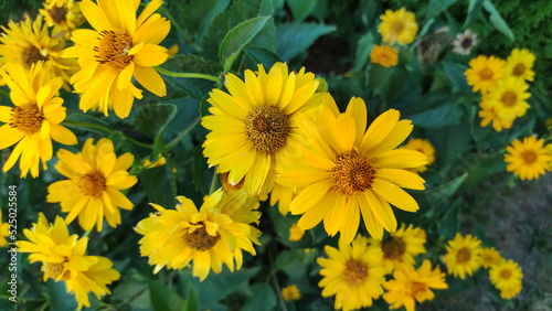 Yellow echinacea flower in garden. Summer flower. Outdoor flower