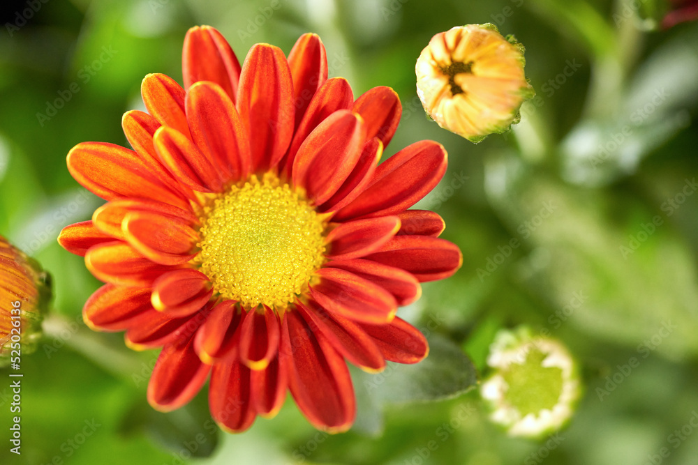 Different chrysanthemums in a bouquet. Different chrysanthemums in a bouquet.