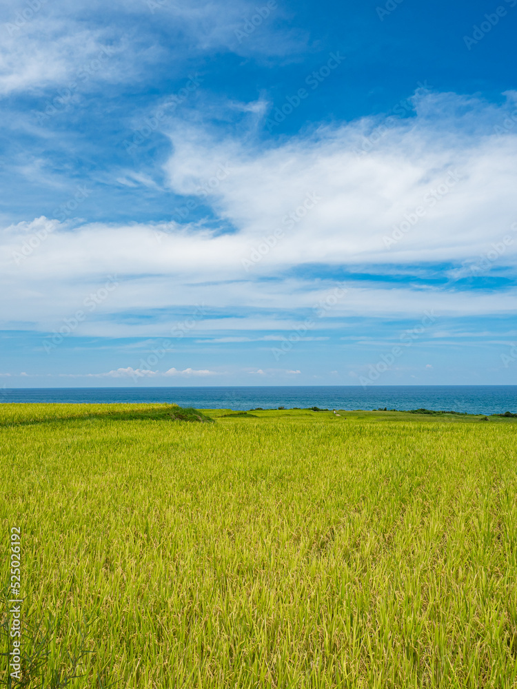 Rice paddies and seascapes in summer in Hualien, Taiwan. Rice paddies and seascapes in summer in Hualien, Taiwan.