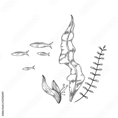 Seaweeds with fish floating at backdrop, sketch vector illustration isolated.