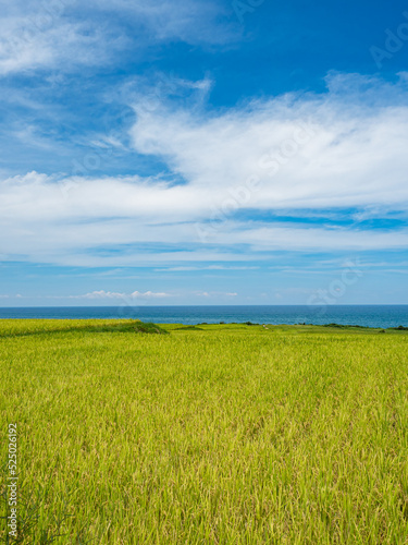 Rice paddies and seascapes in summer in Hualien  Taiwan.
