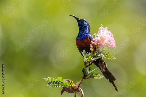 Red-chested Sunbird - Cinnyris erythrocercus, beautiful colored perching bird from African bushes and gardens, Uganda.