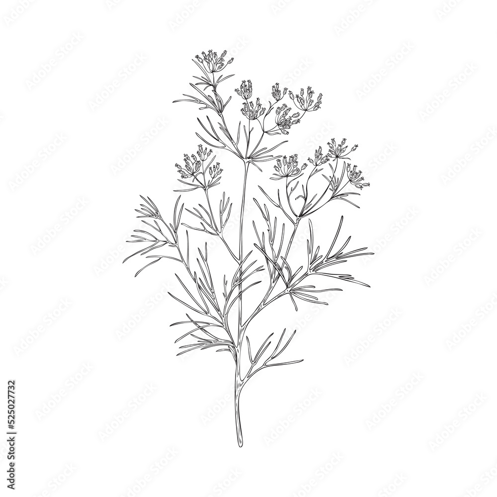 Cumin branch botanically detailed black and white vector illustration isolated. Cumin branch botanically detailed black and white vector illustration isolated.