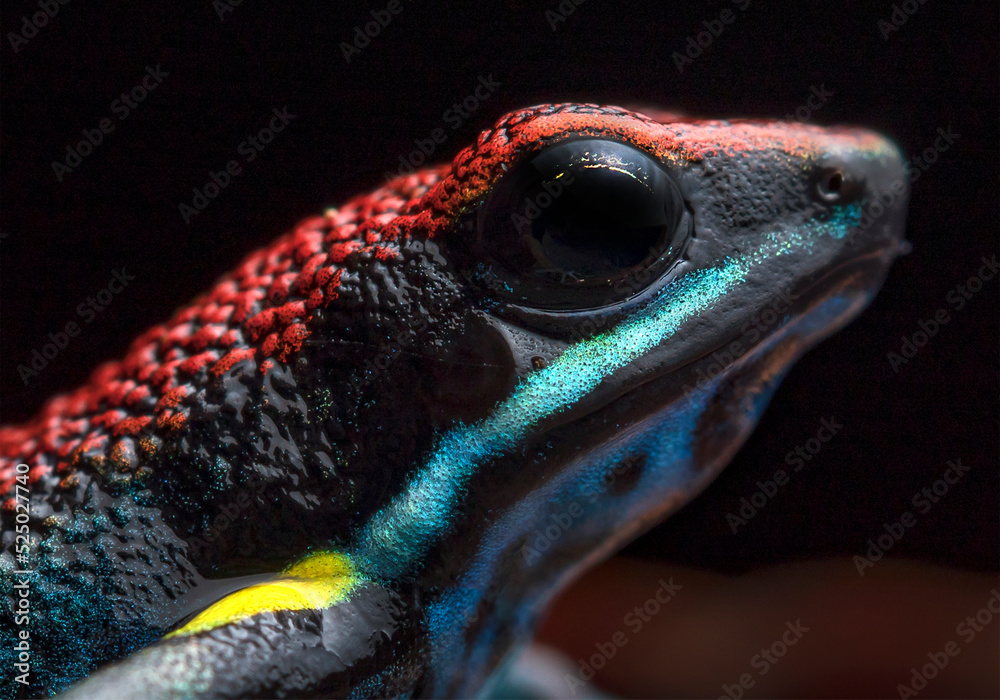 Colorful frog detail Stock Photo | Adobe Stock