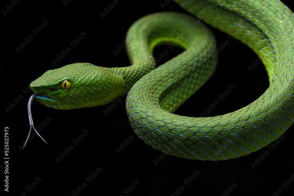 Viper Snake Viper Snake