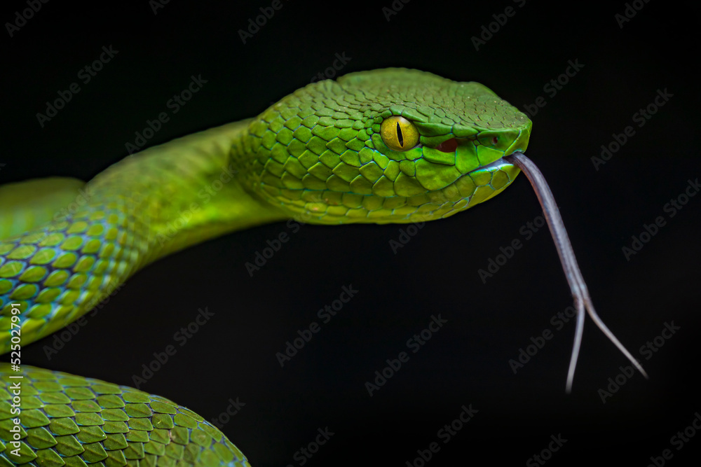 Venomous Viper Snake Venomous Viper Snake